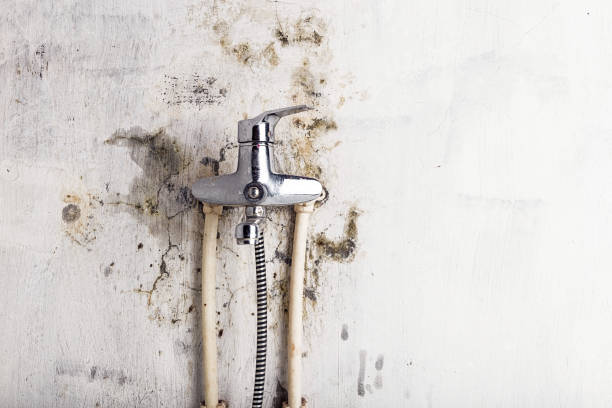 Best Mold Remediation for Schools in San Ysidro, NM
