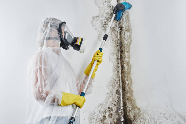 Best Insurance-Related Mold Remediation in San Ysidro, NM