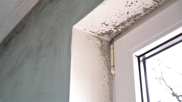 Reliable San Ysidro, NM Mold Remediation Solutions