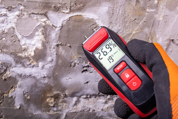 Best Residential Mold Remediation in San Ysidro, NM