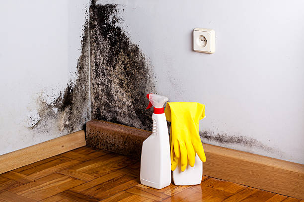 Best Emergency Mold Remediation in San Ysidro, NM