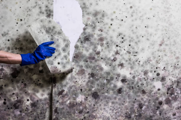Best Post-Flood Mold Remediation in San Ysidro, NM